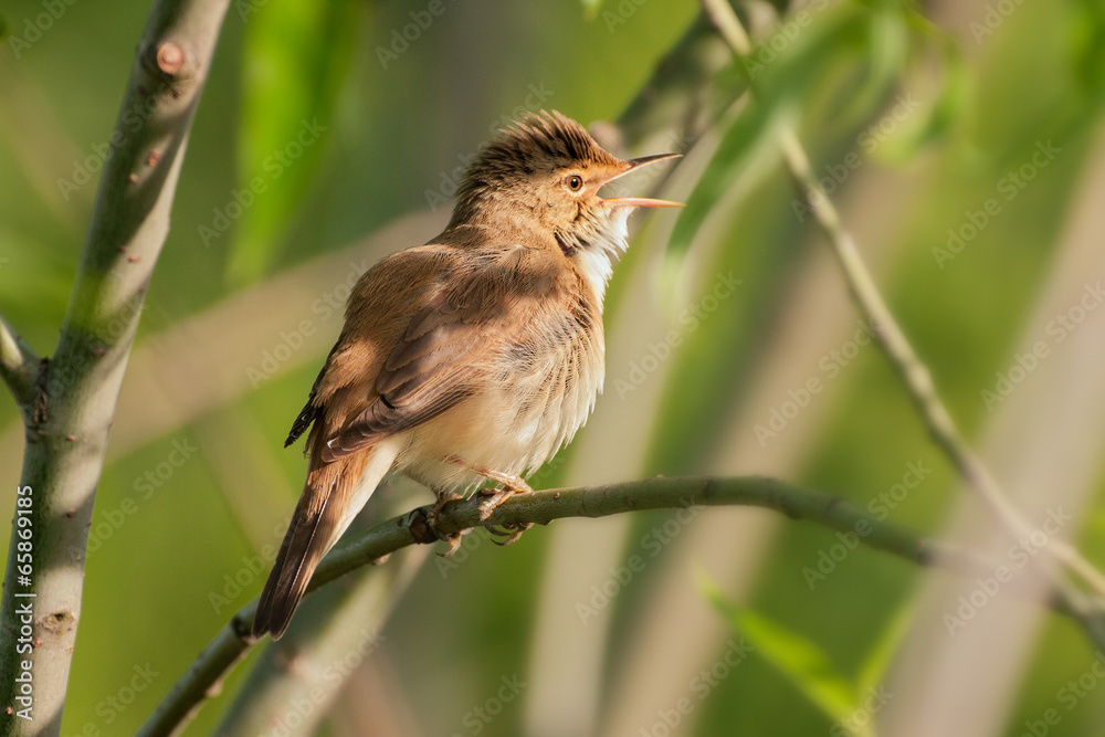 Fototapeta premium Teichrohrsänger