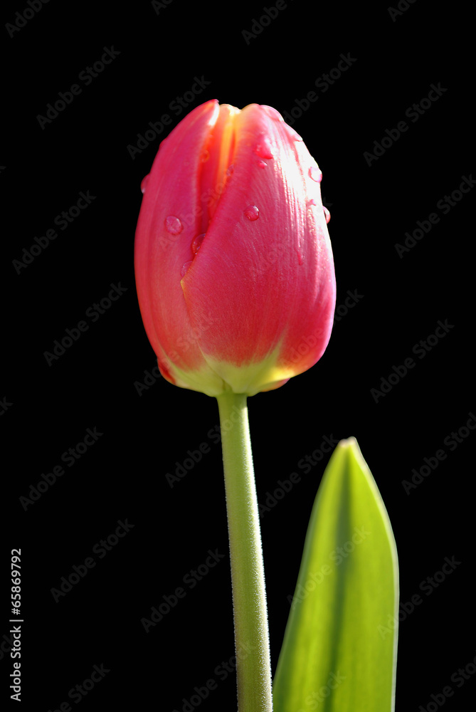 Tulipa Apeldoorn Elite Tulipa Apeldoorn Elite