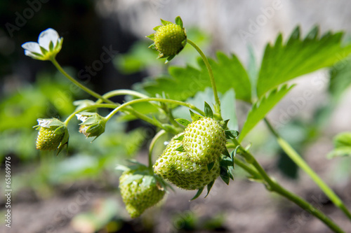 green strawberries