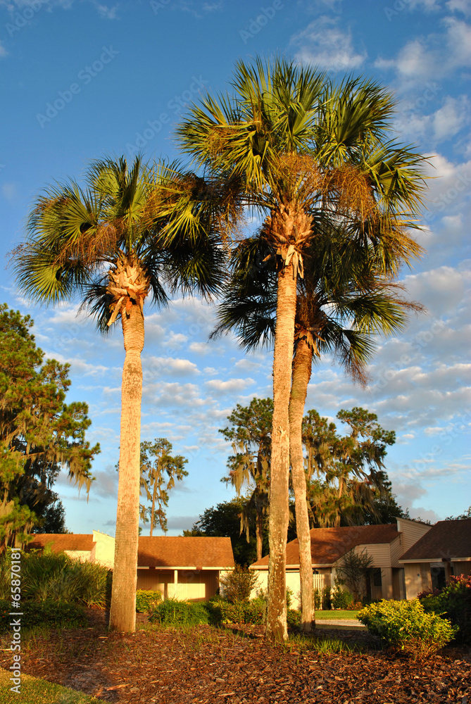 Naklejka premium Washingtonia robusta