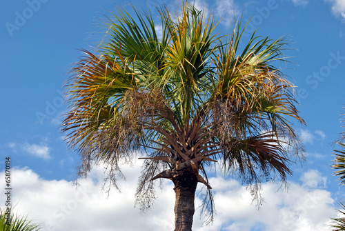 Washingtonia robusta