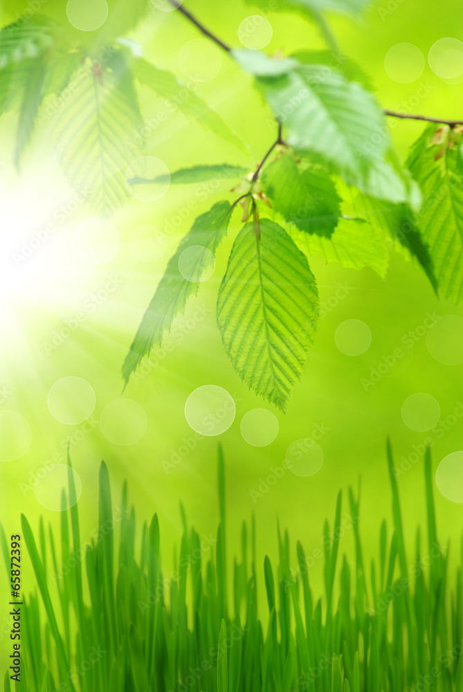 Fototapeta premium green leaves
