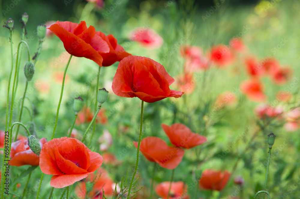 Fototapeta premium Czerwony mak