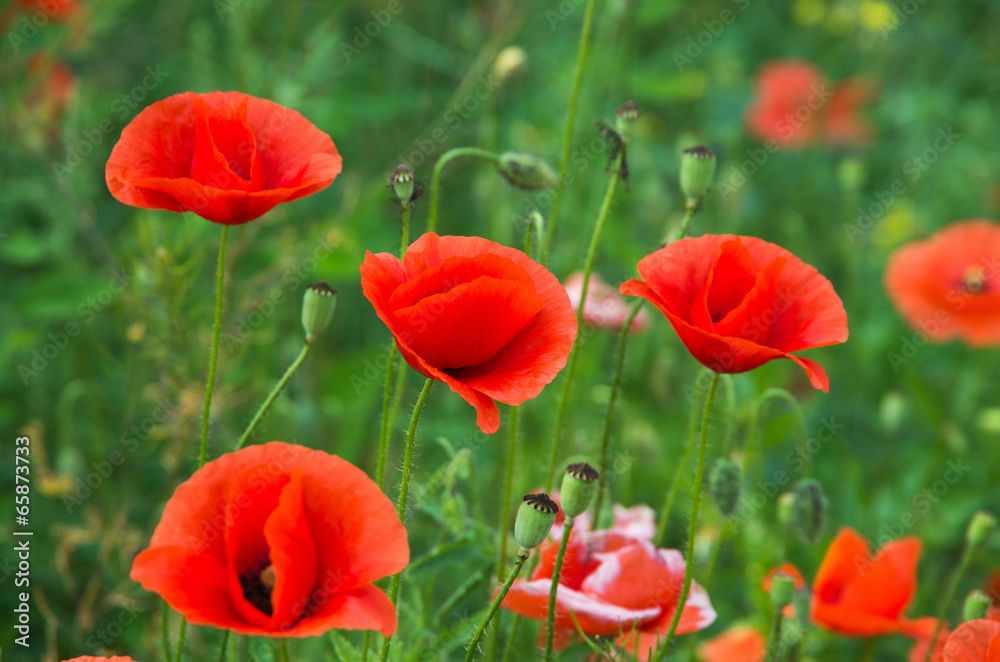 Obraz premium red poppies