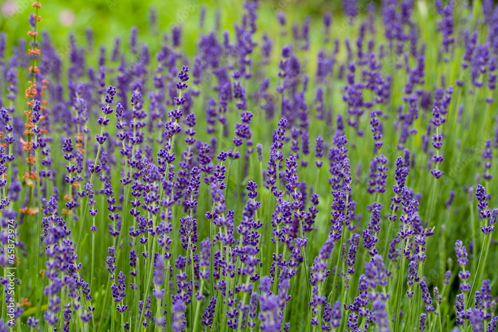 Naklejka premium Garden with the flourishing lavender in France
