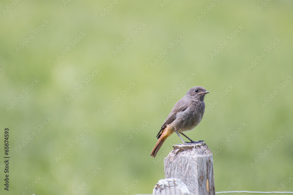 Obraz premium Redstar