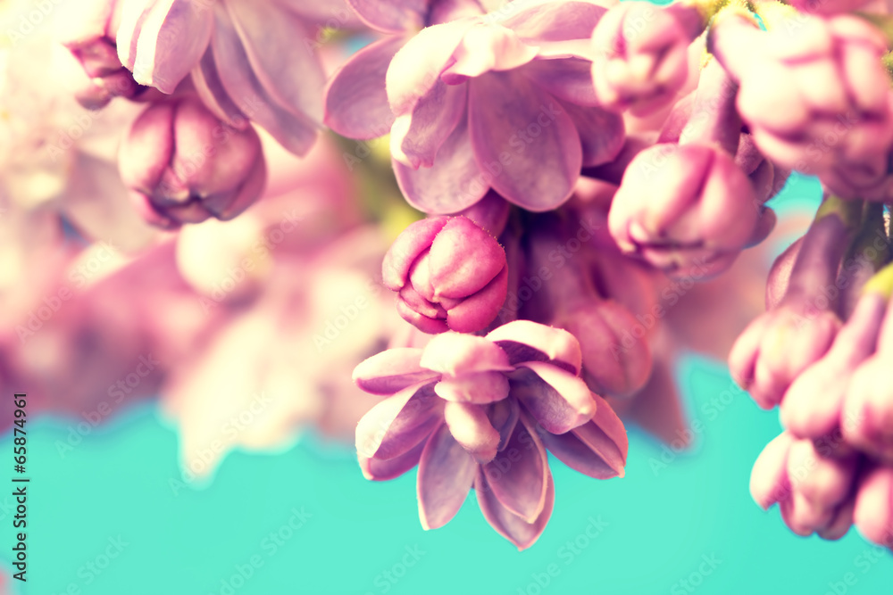 Floral background with small delicate lilac flowers