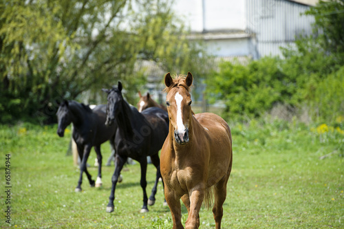 Horses in meadow © The Len