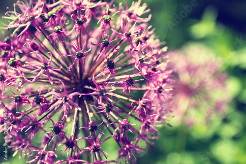 Blooming onion in a garden close up