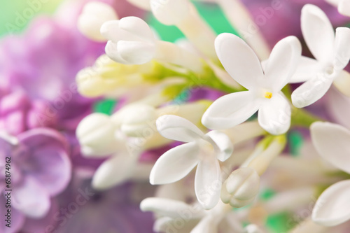 Fototapeta Naklejka Na Ścianę i Meble -  Floral background with cute white lilac flowers close up
