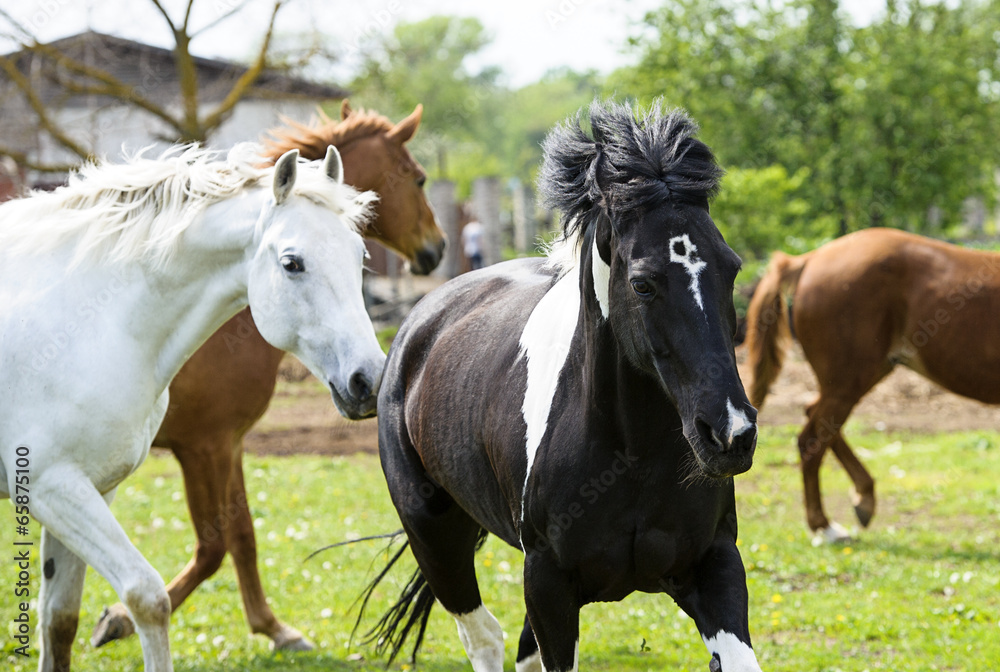 Horses in meadow