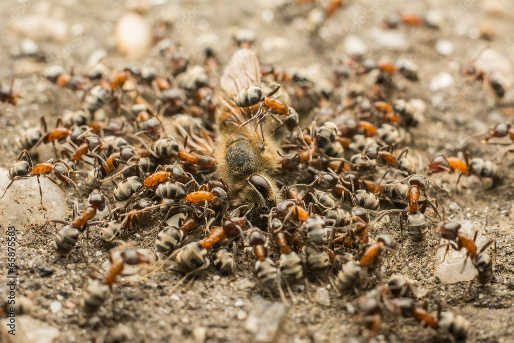 Close Up Of Ants Swarm Eating Dead Bee Close Up Of Ants Swarm Eating Dead Bee