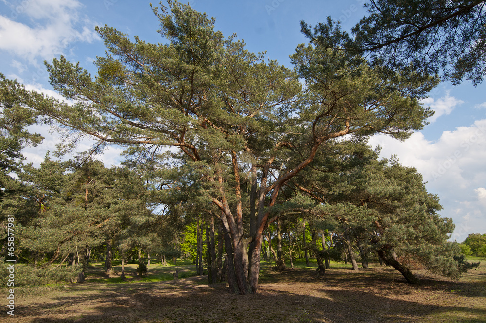 Pine, Schwanheimer dunes Pine, Schwanheimer dunes
