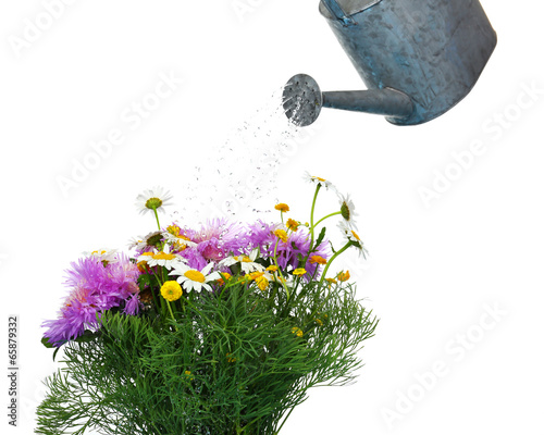 Fototapeta Naklejka Na Ścianę i Meble -  Water can watering flowers isolated on white