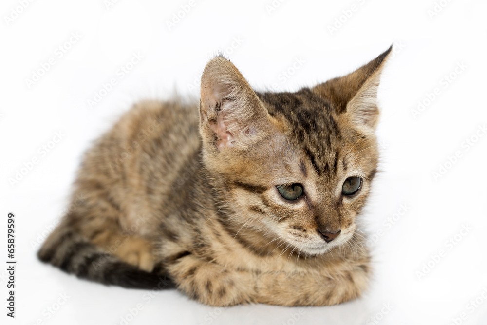 Little gray kitten portrait up isolated on white background