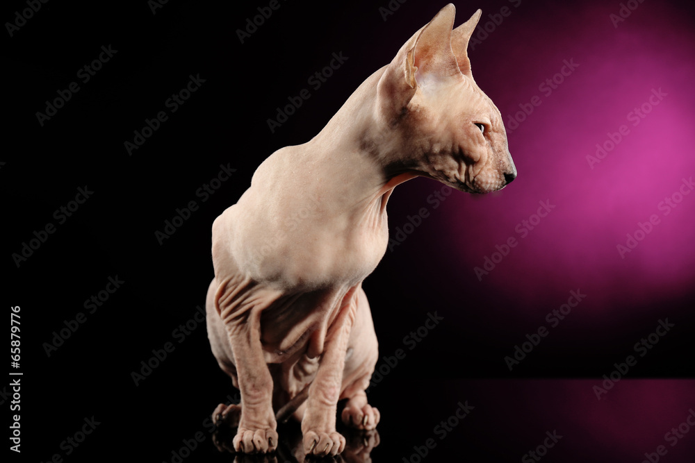 Fototapeta premium Sphynx hairless cat on dark purple background