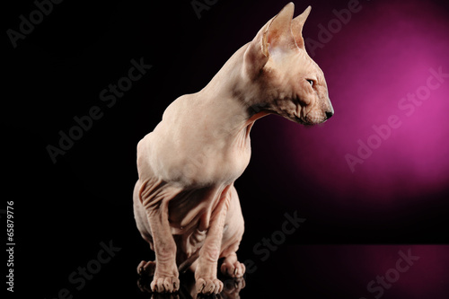 Sphynx hairless cat on dark purple background