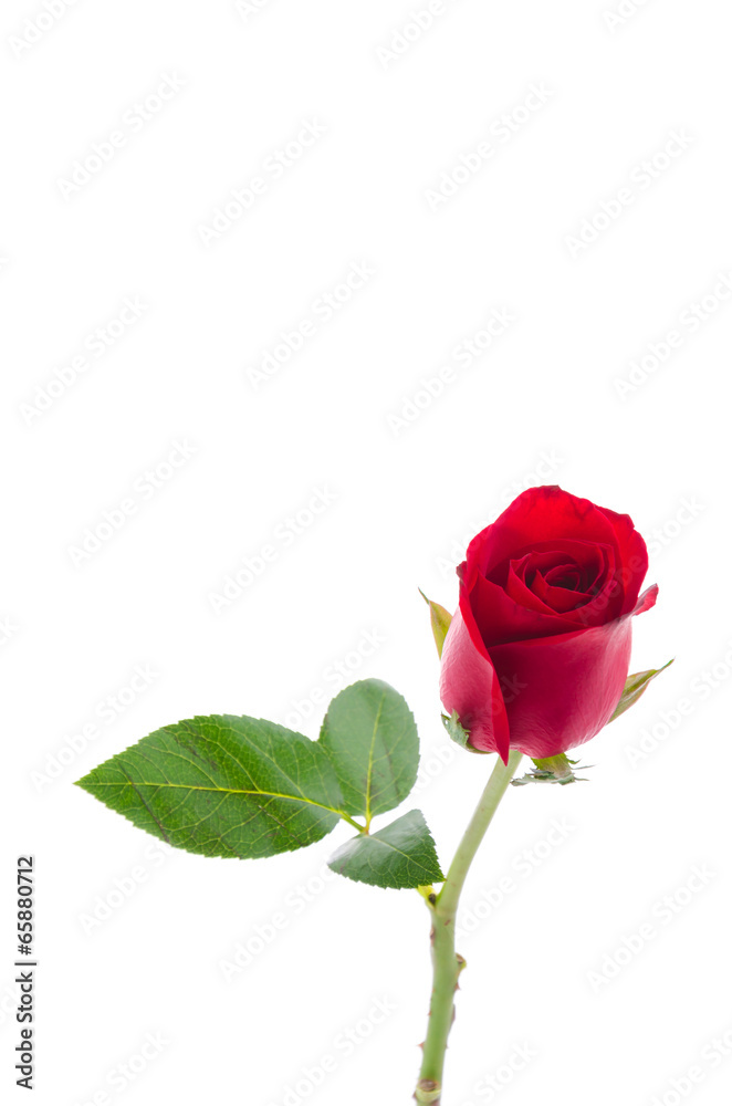 Red rose Red rose
