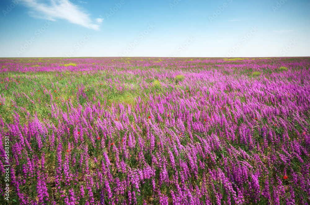 Violet meadow