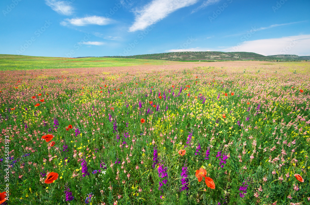 Spring meadow