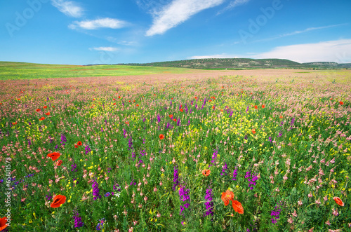 Spring meadow © GIS