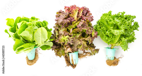Vegetables isolated on white background
