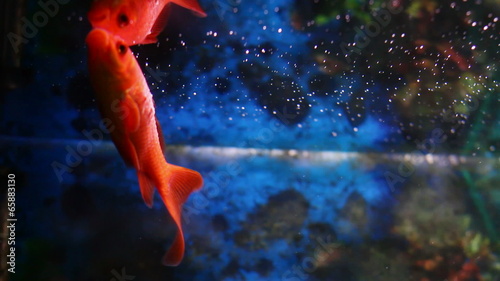 Goldfishes in a aquarium (very shalow DOF) photo