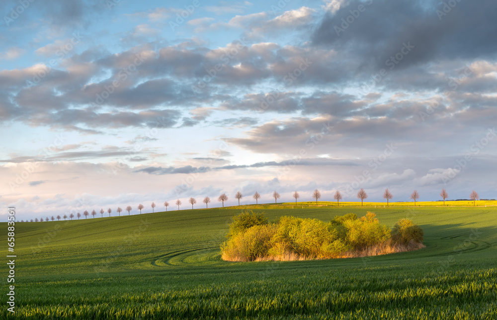 Obraz premium Wiosenne pole po ulewie