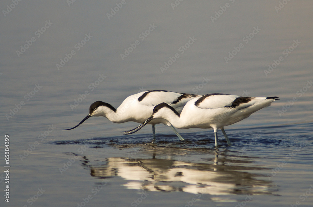 Obraz premium Avocetta (Recurvirostra avosetta)