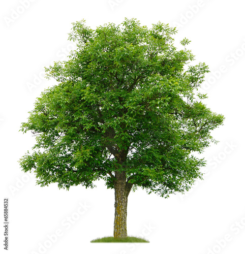Freigestellter Walnussbaum im Frühling