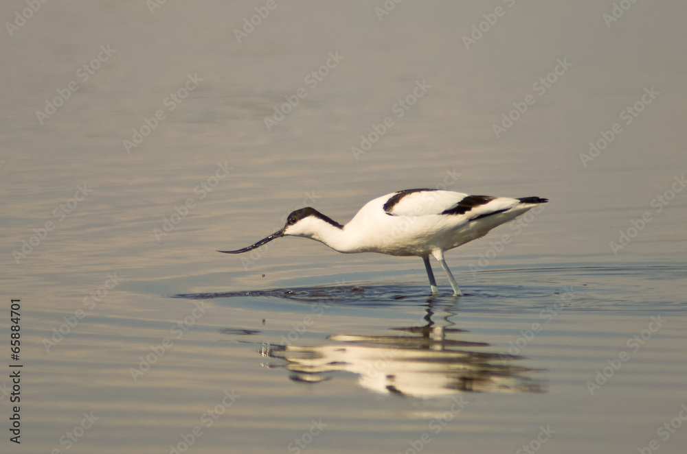 Fototapeta premium avocetta (Recurvirostra avosetta)