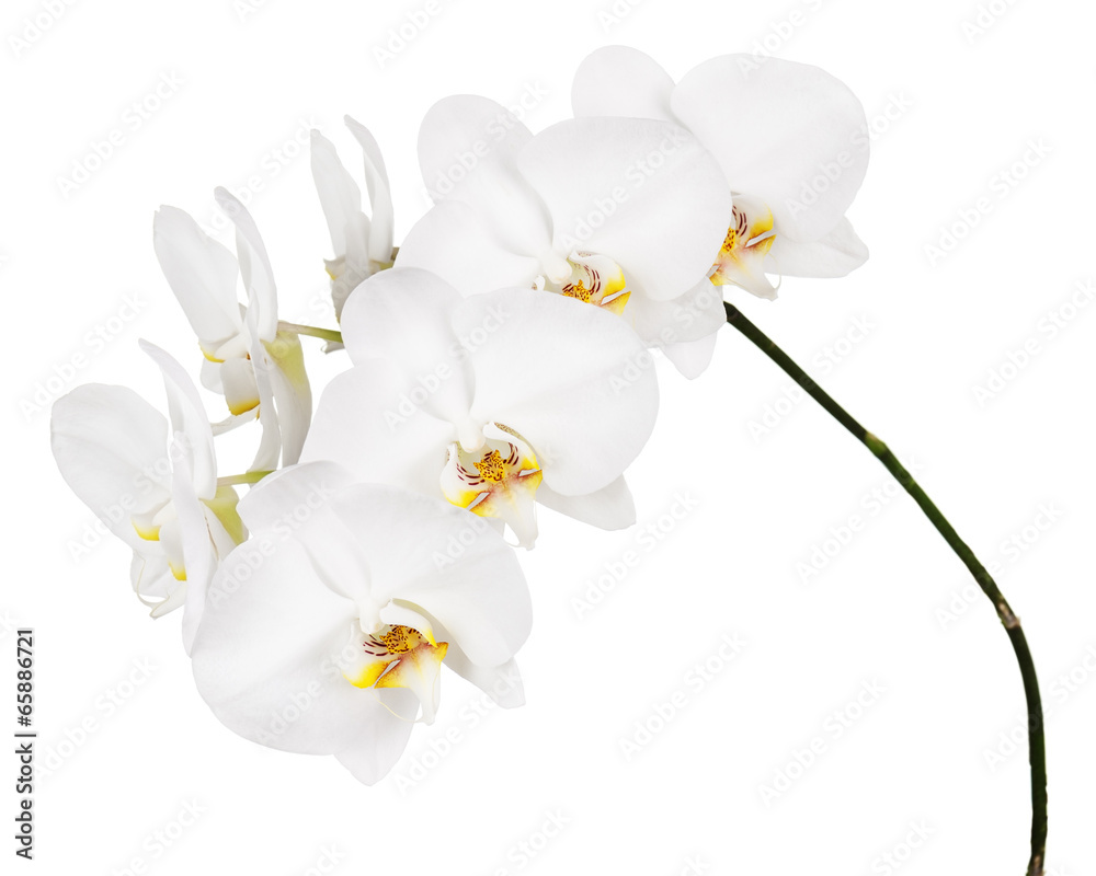 Obraz premium Orchidea na białym tle.