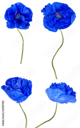 Fototapeta Naklejka Na Ścianę i Meble -  large blue poppy flowers collection
