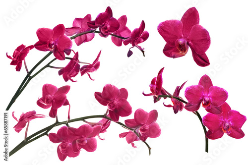 Fototapeta Naklejka Na Ścianę i Meble -  dark red orchid flowers collection isolated on white