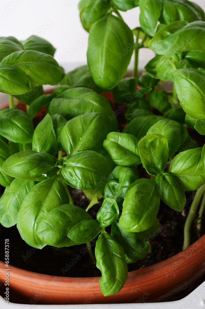 basil basil