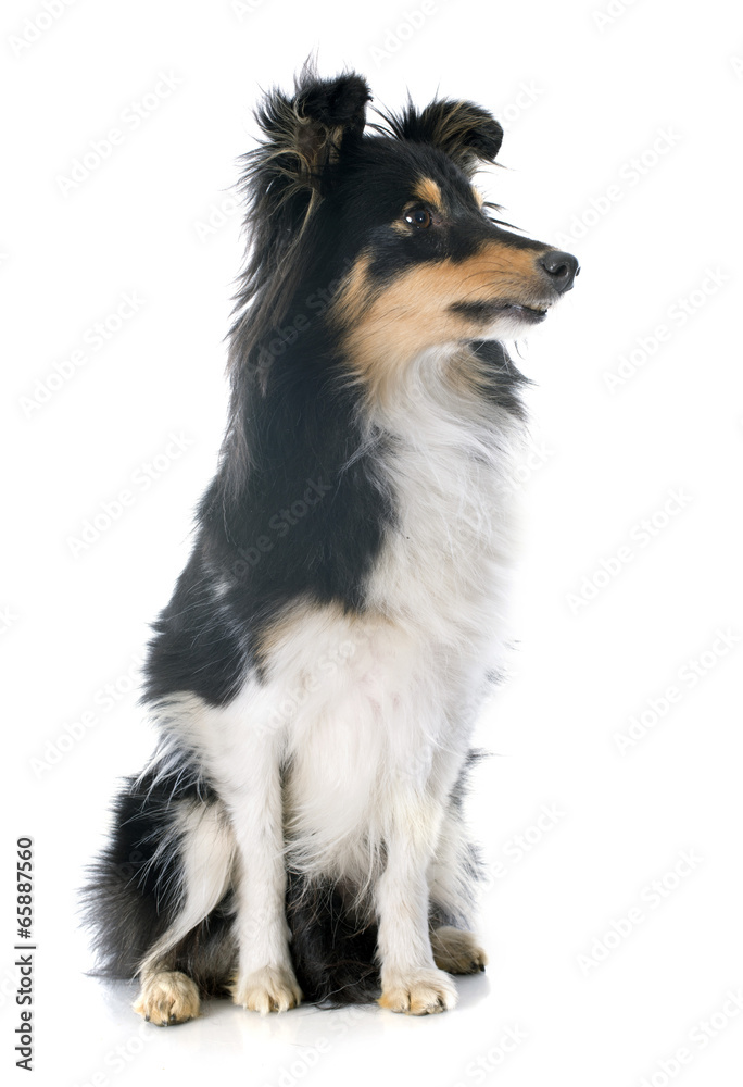 shetland dog