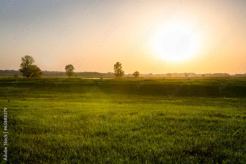 field on sunset