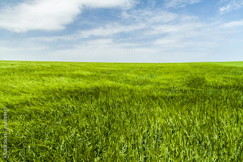 Green sea of wheat Green sea of wheat
