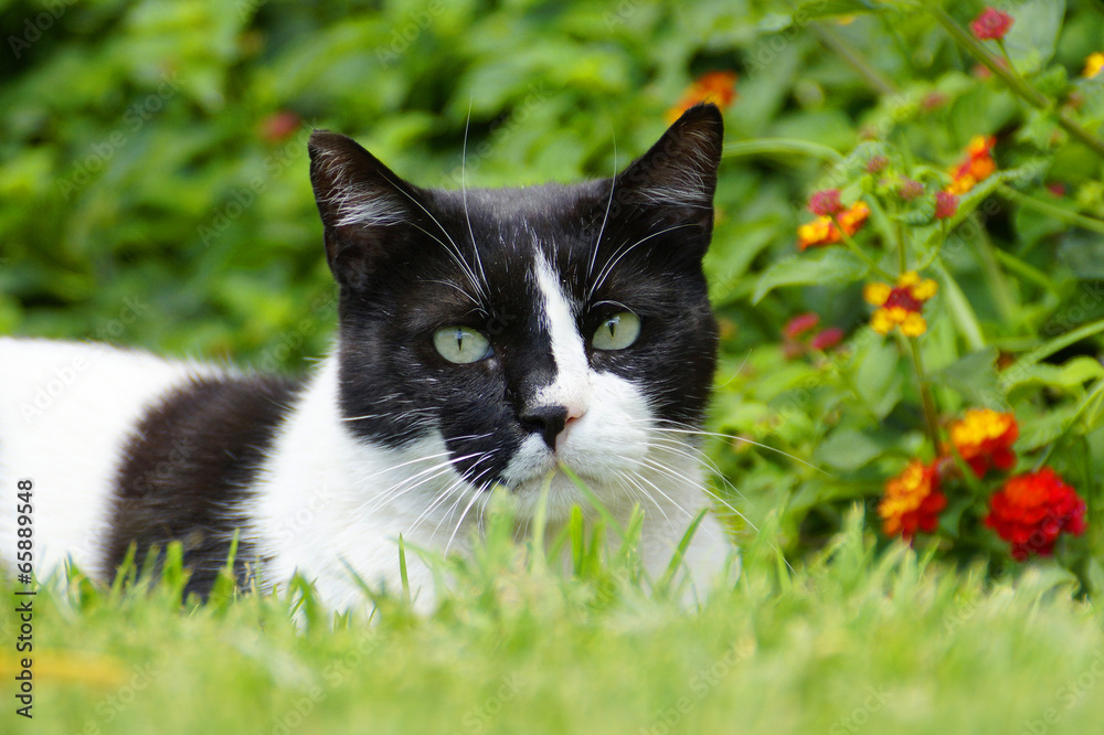 Katze im Garten