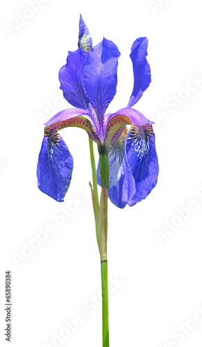 Flower of iris (Iris setosa) 12