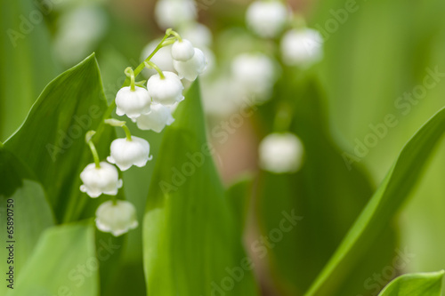 ドイツスズランの花