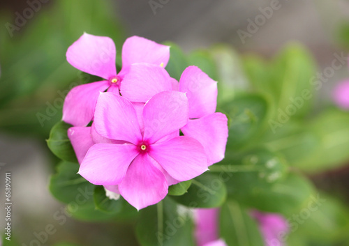 Pink flowers in the garden.