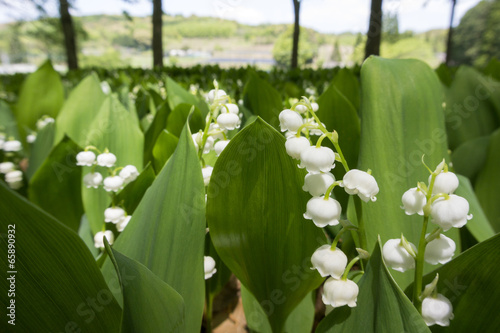 ドイツスズランの花畑