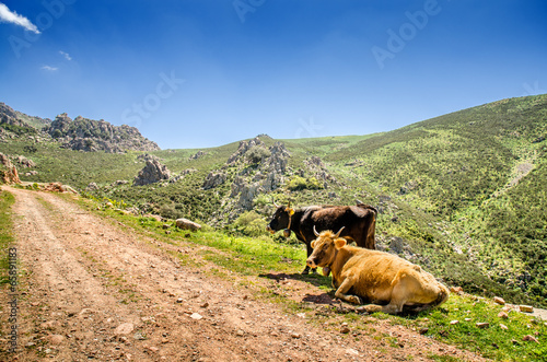 Sardegna, bovini nelle campagne del Gerrei photo