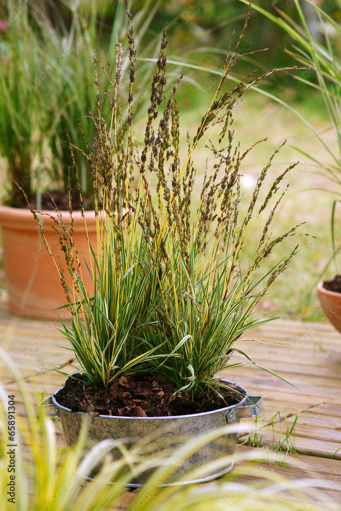 Fototapeta premium Molinia coerulea Variegata