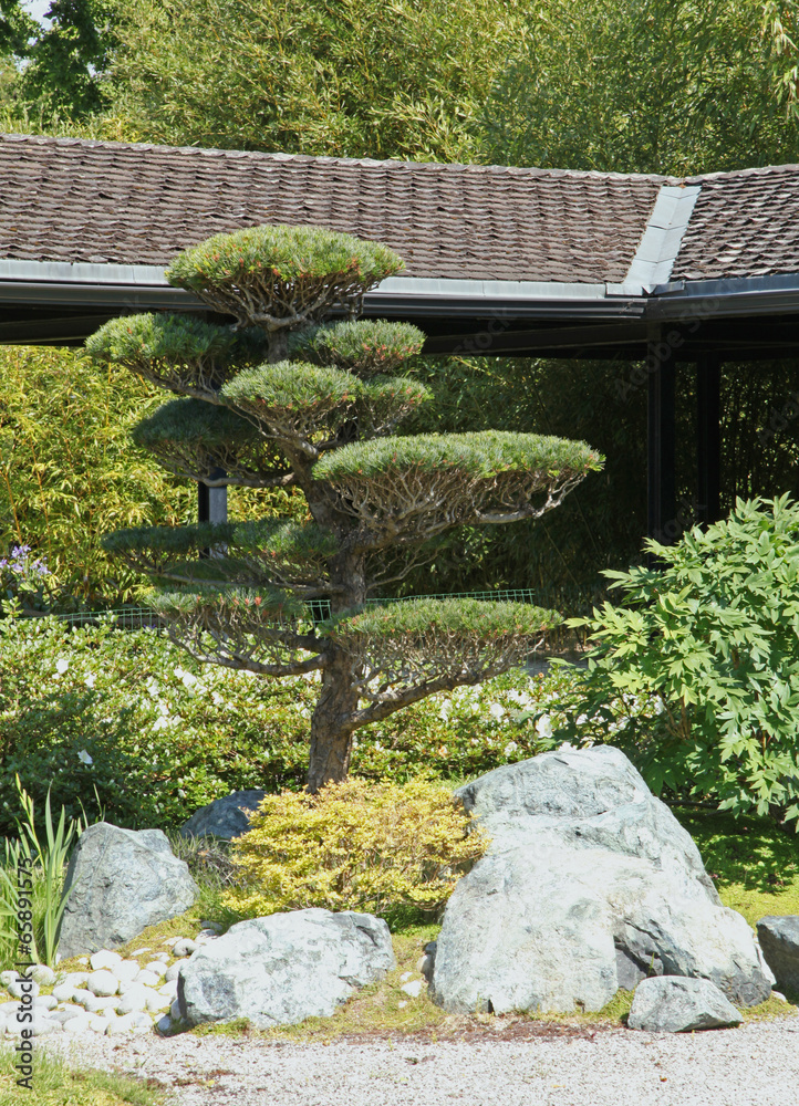 Fototapeta jardin japonais