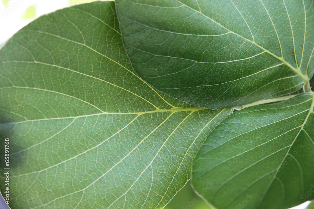 Pattern on green leaf. Pattern on green leaf.
