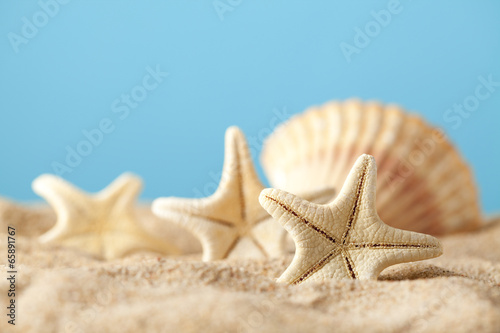 Starfish and shells on summer beach