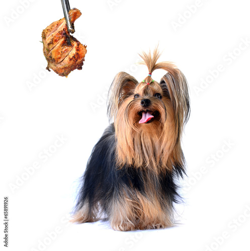 Roasting chicken and yorkshire terrier isolated on white