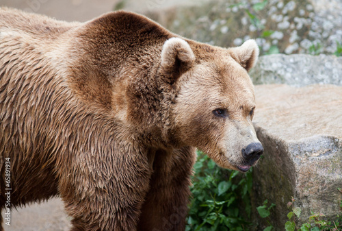 Ours brun - Ursus arctos - en gros plan